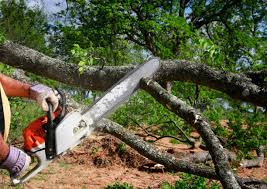 Best Fruit Tree Pruning  in Inver Grove Heights, MN